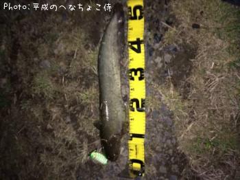 ナマズ