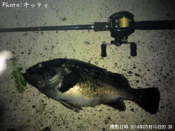 クロソイ