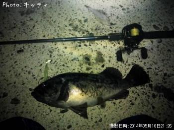 クロソイ