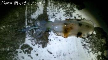 アオリイカ
