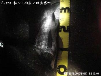 チヌ