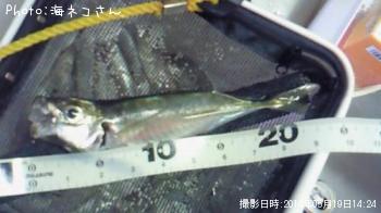 アジ