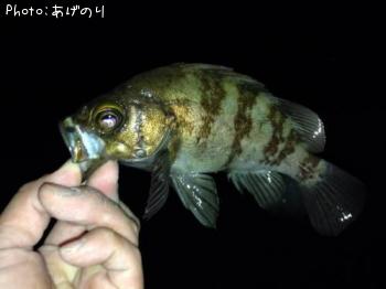 メバル