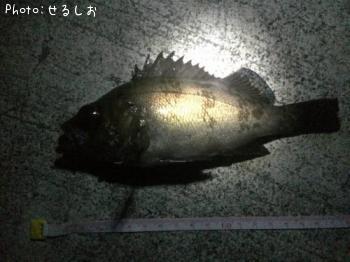 メバル