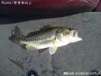 ブラックバス