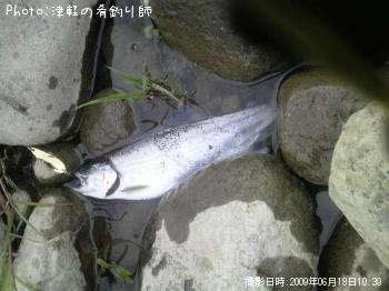 サクラマス