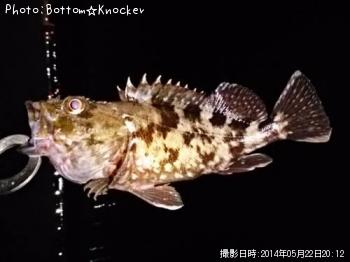 カサゴ