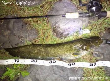 ナマズ