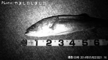 シーバス