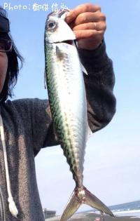 サバ