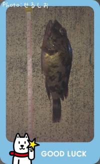 カサゴ