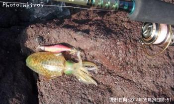 アオリイカ