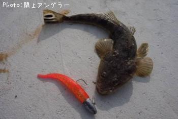 マゴチ