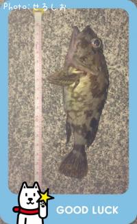 カサゴ