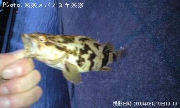 ベッコウゾイ