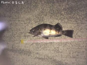 メバル