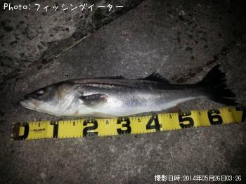 シーバス