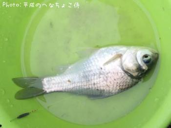 ヘラブナ