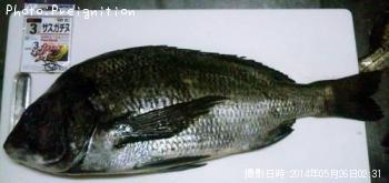 チヌ