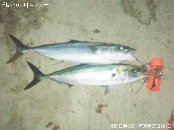 饵