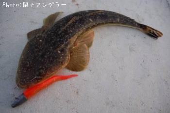 ޥ