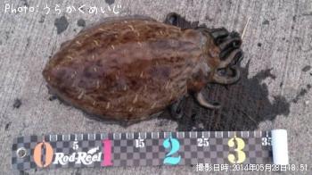 モンゴウイカ