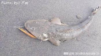 マゴチ