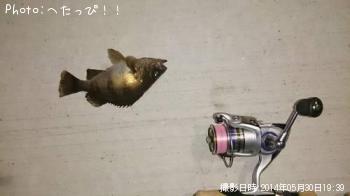 メバル