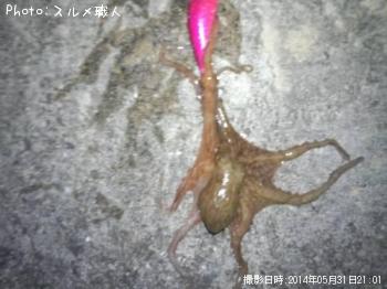 真蛸