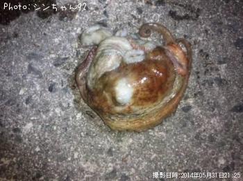 マダコ
