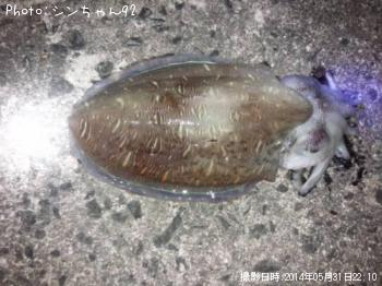コウイカ