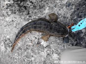 マゴチ
