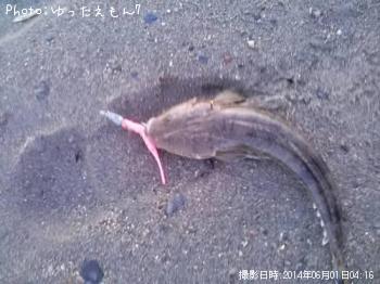 マゴチ