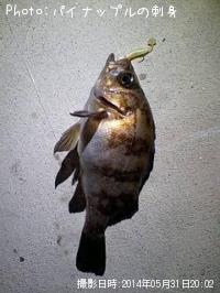 メバル