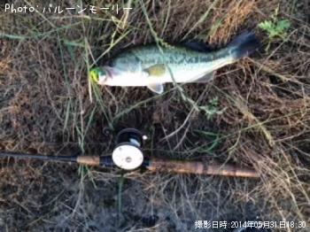 ブラックバス