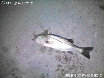 シーバス