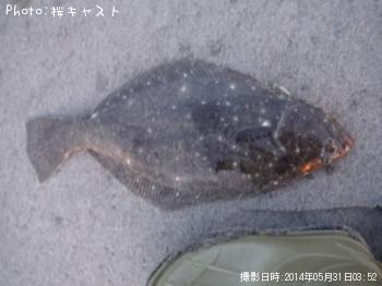 ヒラメ