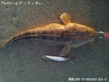 マゴチ