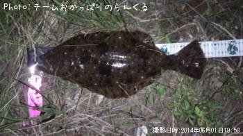 ヒラメ