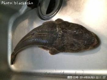 マゴチ