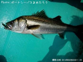 シーバス
