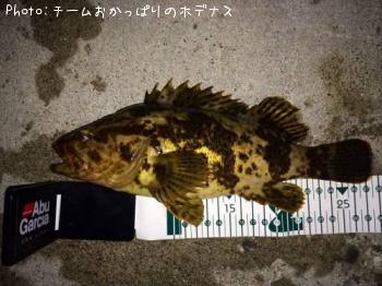 タケノコメバル