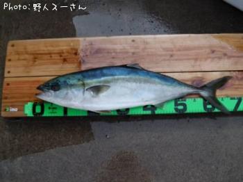ワラサ