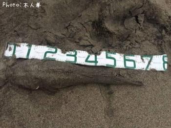 マゴチ