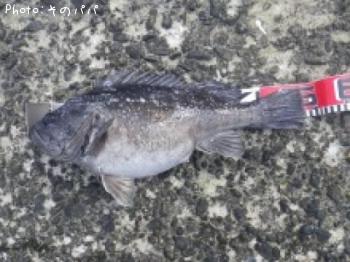 クロソイ