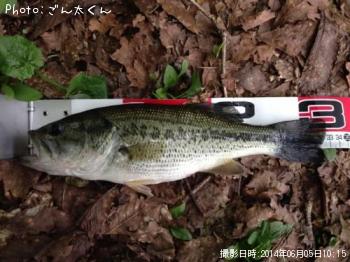 ブラックバス