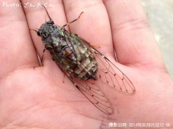 ブラックバス
