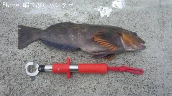 アイナメ