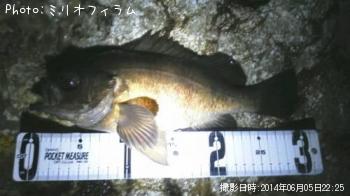 メバル