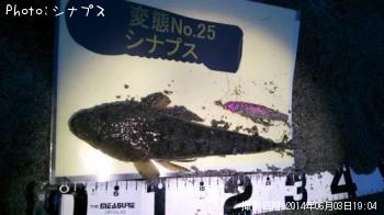 マゴチ